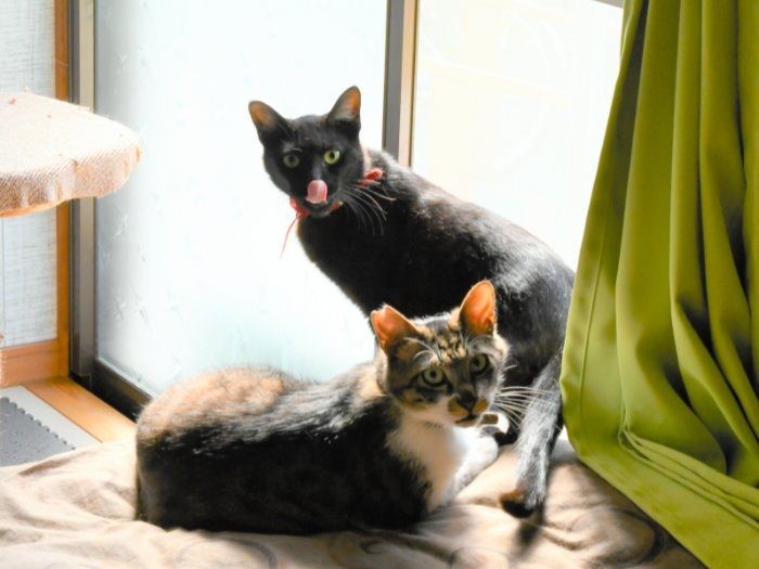 カメラを見つめるオス猫「クロ」（奥）と「チロル」（手前）