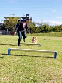 1つ目のハードルの前にやってきたおだしくん（画像提供：柴犬おだしさん）