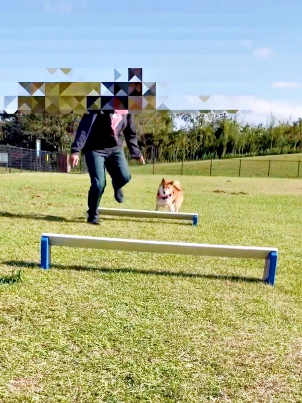 1つ目のハードルの前にやってきたおだしくん（画像提供：柴犬おだしさん）