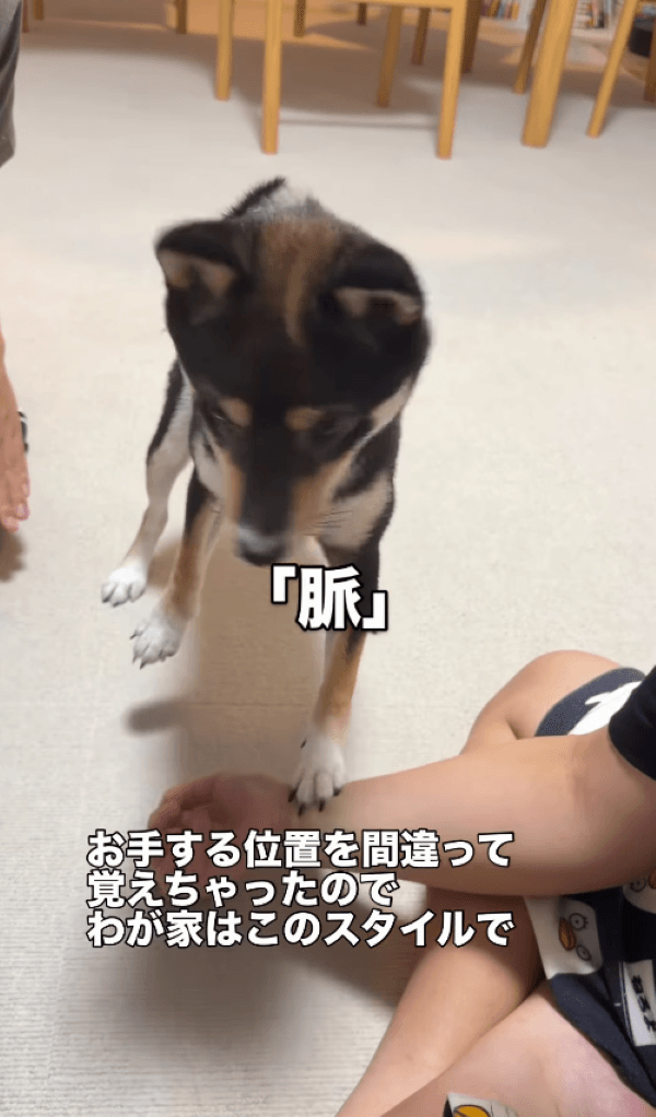 ズレた位置で覚えてしまった「お手」が…画像提供：天音｜黒豆柴さん