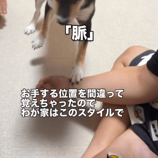 ズレた位置で覚えてしまった「お手」が…画像提供：天音｜黒豆柴さん