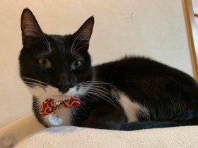 譲渡サイトで見かけた黒猫の子猫　出張から戻ると我が家にいた