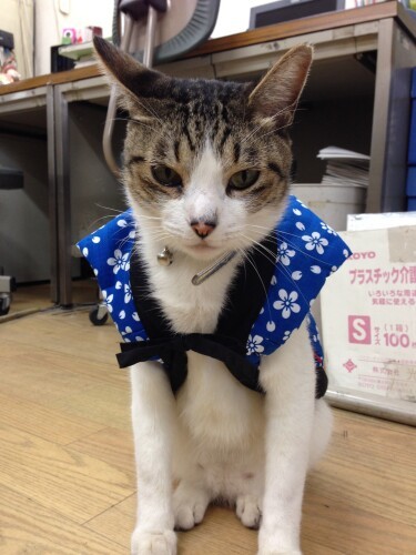 2014年12月。チームばぁばがクリスマスプレゼントに贈った首輪とちゃんちゃんこ。夜は会社が冷えるのでちゃんちゃんこは防寒用（A子さん提供）