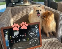 どちらも「なでられるのが大好き」という、大きい音が少し苦手なポンくん（左）と、やんちゃで人懐っこいミルモくん（右）（画像提供：ミルモとポン！さん）