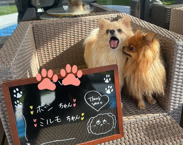 どちらも「なでられるのが大好き」という、大きい音が少し苦手なポンくん（左）と、やんちゃで人懐っこいミルモくん（右）（画像提供：ミルモとポン！さん）