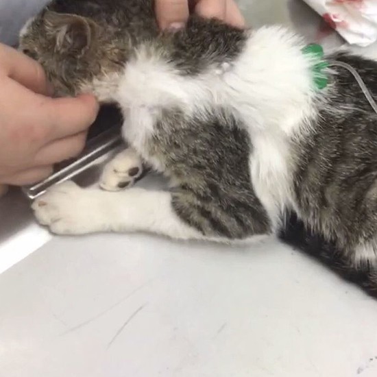 保護時。首元にかまれた傷があり、病院で処置を受けました。この後、傷がきれいに治ってから、吉留さん家族と運命のお見合いした（猫部はなはた提供）