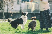 ドックランを年に関係なくワンちゃんたちが楽しめる場を提供したいという（（「GREEN TAIL CAFE」さん提供）