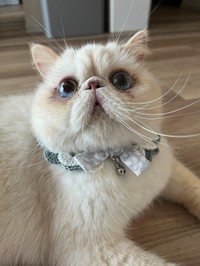 弟猫のパールくん