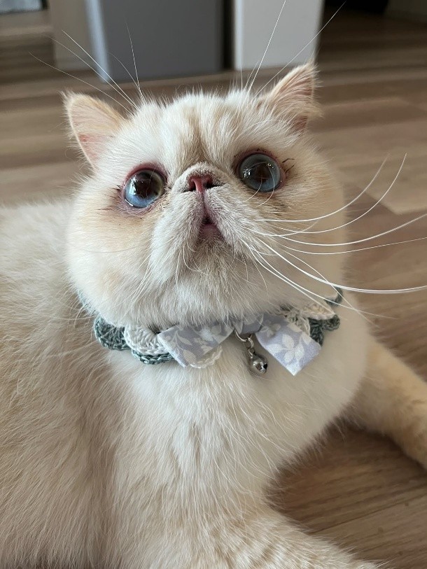 弟猫のパールくん