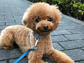 お風呂上がりに悠々お散歩　トイプー「らん」