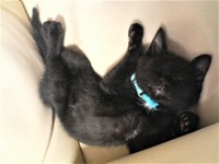 無防備な姿で眠る、子猫のつきのくん