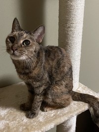 人にも猫にも寛容だったちゃーこちゃん