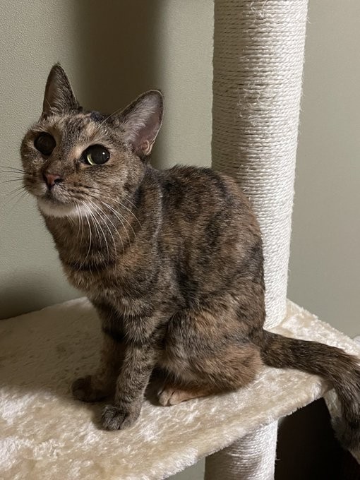 人にも猫にも寛容だったちゃーこちゃん