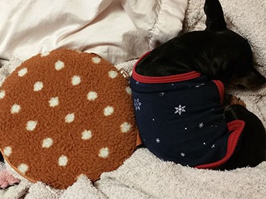 湯たんぽ効果で？　ついにハンターが夫のそばで寝てくれた夜