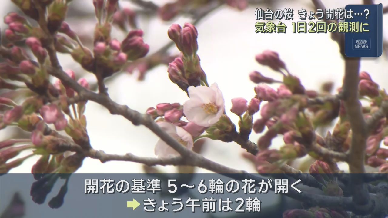 仙台の桜　開花まだ　３０日から１日２回観測