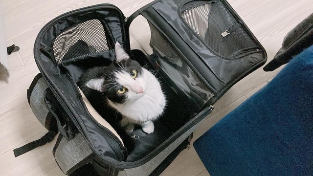 里親が決まらなかった猫に縁を感じて家族に 誰かと一緒に寝るのが