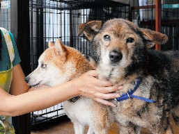 犬猫の譲渡の拠点「愛護センター」開設　愛護団体が支援　宮崎