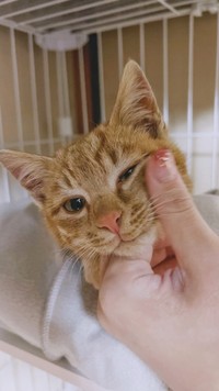 外では鳴き続けていたが…保護され、暖かい部屋でおとなしくなった子猫（「つけ麺はぐるま」のSNS担当者さん提供）