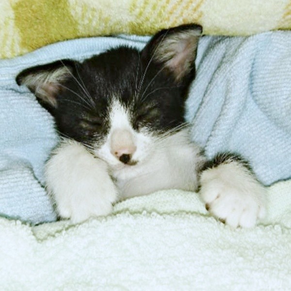 子猫時代、布団ですやすや眠る篤くん（画像提供：Atsusi_Miharuさん）