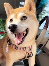 JKから、「可愛い！車やんw」と声をかけられた柴犬、ももちゃん。120万表示されたその理由に納得！（画像提供：柴犬もも さん）