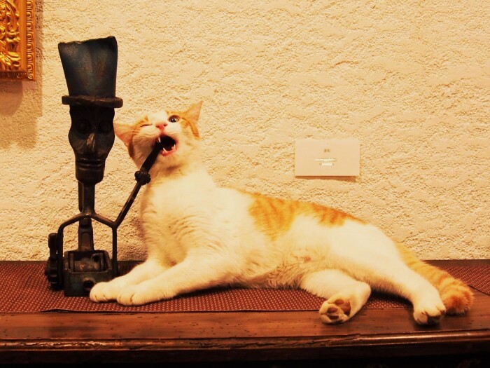 房総半島の美術館にいる猫。画家で美術館オーナーのコノキミクオさん（84歳）は、少年の頃に猫を飼いたかったがかなわず「大人になったら、捨て猫たちをたくさん飼ってやる」と誓い、その約束を果たした（佐竹茉莉子撮影、「猫との約束」より）