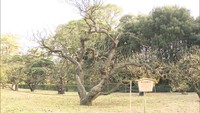 栗林公園の梅の標本木
