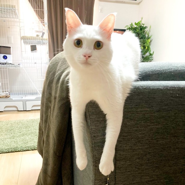 ソファの背もたれにのって前足を垂らしためねちゃん（画像提供：めねこと時々中身さん）