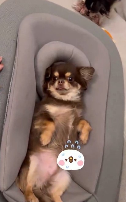 赤ちゃん用のバウンサーで仰向けになって寝ているカイくん。自分を赤ちゃんだと思ってる！？（ねぎさん提供）