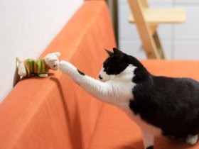 回復した元野良猫「ぽんた」　スポンジ拾いは健康のバロメーター（26）