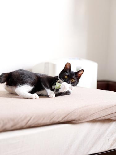 預かりボランティアさん宅で