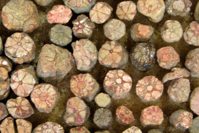 積善寺で展示している桜石。直径１センチ以下の小さな石に、花びら状の模様がある
