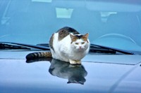 「猫がエンジンルームにいるかもしれない」という意識を持つことが、思わぬ事故を防ぐ第一歩（photoACより「丸岡ジョー」さん撮影、イメージ画像）