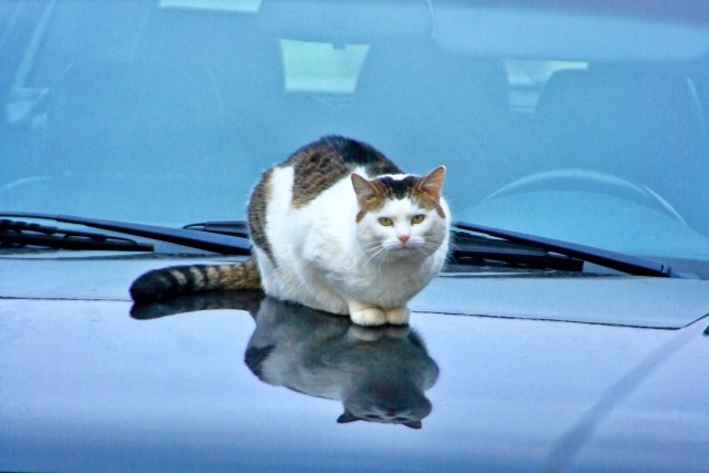 「猫がエンジンルームにいるかもしれない」という意識を持つことが、思わぬ事故を防ぐ第一歩（photoACより「丸岡ジョー」さん撮影、イメージ画像）