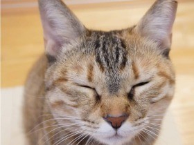 ごはん、まだ～？　待ちくたびれて、ついうたた寝しちゃったむぎわら猫「ひなた」