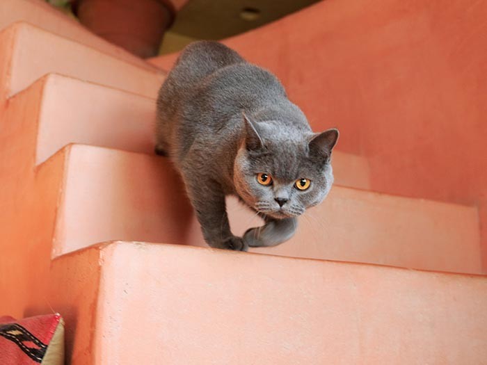 好奇心旺盛。カメラが大好きみたいです（テクニック2）