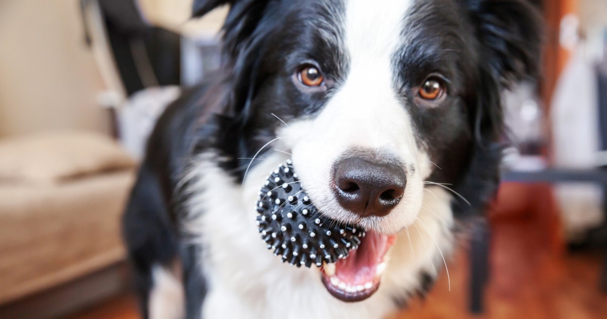 誤食に注意 犬や猫が飲み込んでしまうと危険なおもちゃ 犬 猫との幸せな暮らしのためのペット情報サイト Sippo