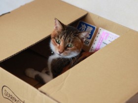 真っすぐに意思を伝える猫「くま」　朝はごはん、と言いながら顔をかんで起こした