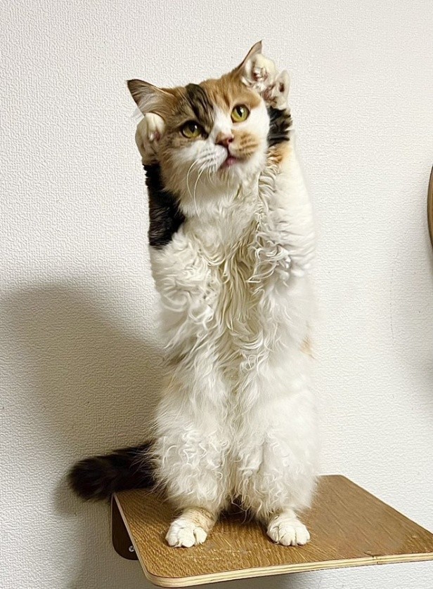 二足立ちも習得