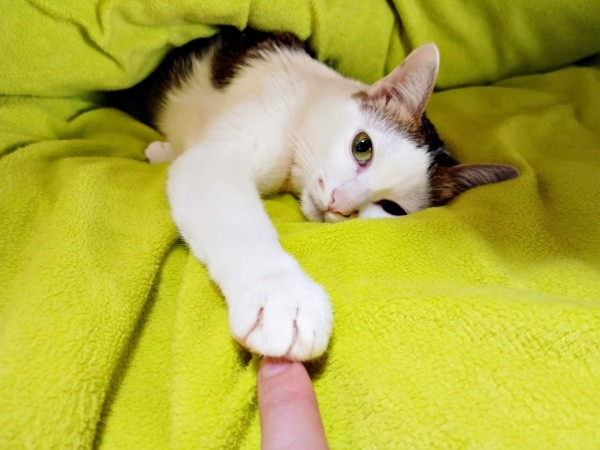 飼い主さんの指をタッチするマルちゃん（画像提供：越南猫の日本暮らしさん）