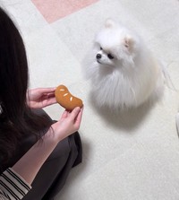 おもちゃがかえってきました～！（画像提供：ポメラニアンのおもちさん）