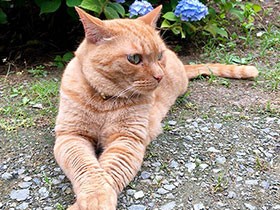 大雨の夜に道の真ん中で保護、一命を取りとめた猫「チョッパー」