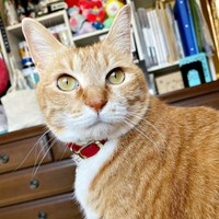 ゴールドの瞳が素敵なちいちゃん（画像提供：ちーちゃん-Mari-うるちゃんさん／Instagram）