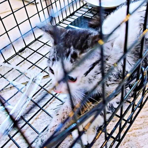 保護時、体に粘着剤がからみついていたグミちゃん（画像提供：山口夏実さん）