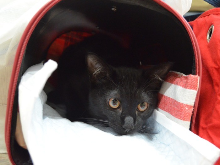 手術が終わった猫