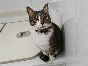 あなたの行くとこ、どこまでもお共します　キジシロ猫「きぃ」　