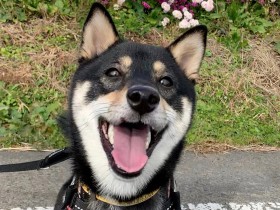 人もワンコも大好き、小さな体で体当たり　柴犬の「そら」