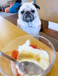 おいしそうなデザートをじっと見つめるモナカちゃん（画像提供：KaKoAさん）