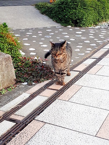 散歩するロク＝7日、宮崎市