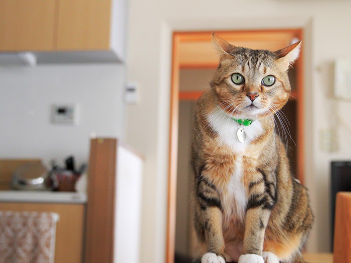 加藤家初めての猫「うり坊」は、先住犬が育ててくれました。