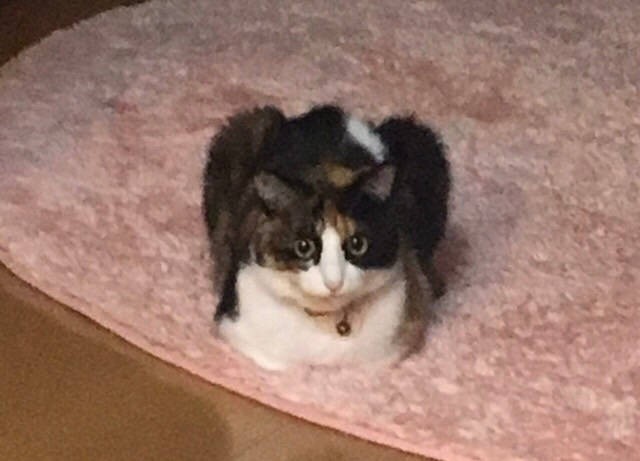 まっすぐに見つめる瞳は信頼の証